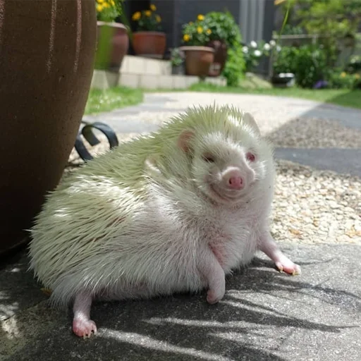 🥴 Стикер «Jane&;s Hedgehogs» для Telegram
