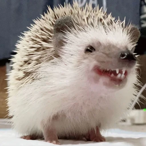 😅 Стикер «Jane&;s Hedgehogs» для Telegram