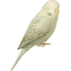 🤩 Эмодзи «Muslim» для Telegram