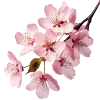 🌸 Эмодзи «japan vibe» для Telegram