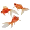 🐟 Эмодзи «japan vibe» для Telegram