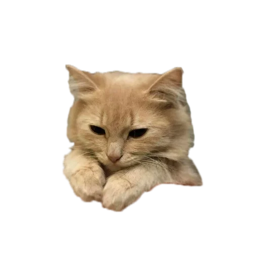 😌 Стикер «Cats 2» для Telegram
