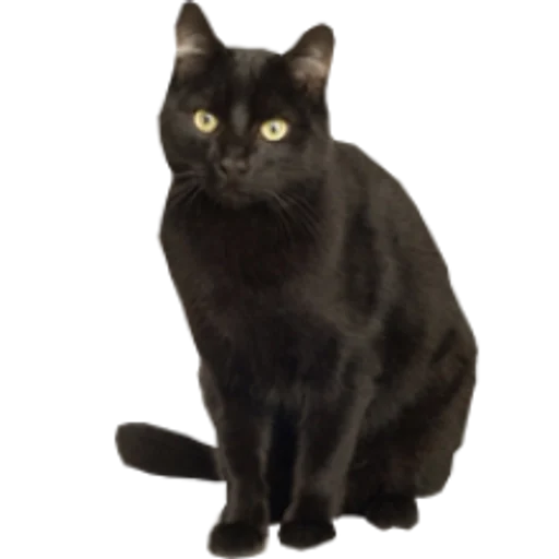 🐈‍⬛️ Стикер «Cats 2» для Telegram