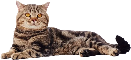 🐭 Стикер «Cats 2» для Telegram