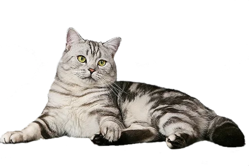 🐭 Стикер «Cats 2» для Telegram
