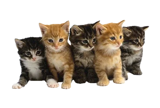 😁 Стикер «Cats 2» для Telegram