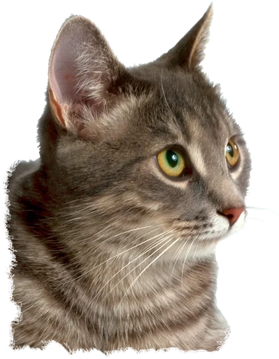 🐱 Стикер «Cats 2» для Telegram