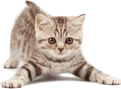 😉 Стикер «Cats 2» для Telegram