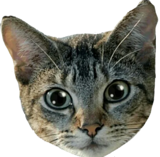 🐱 Стикер «Cats 2» для Telegram