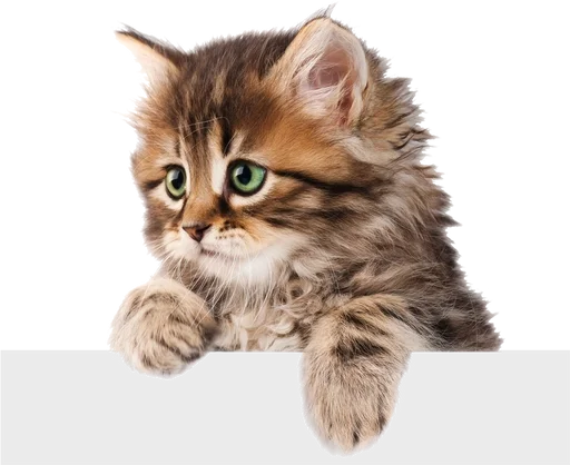 👚 Стикер «Cats 2» для Telegram