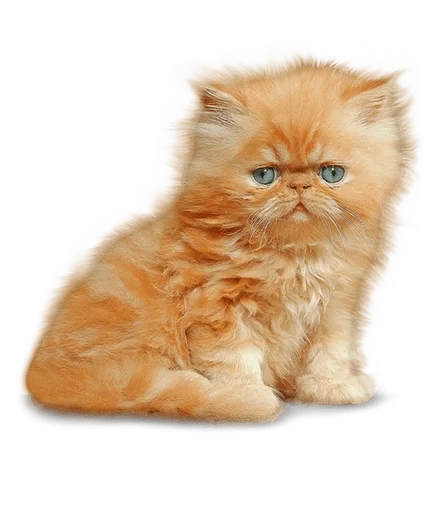 😀 Стикер «Cats 2» для Telegram