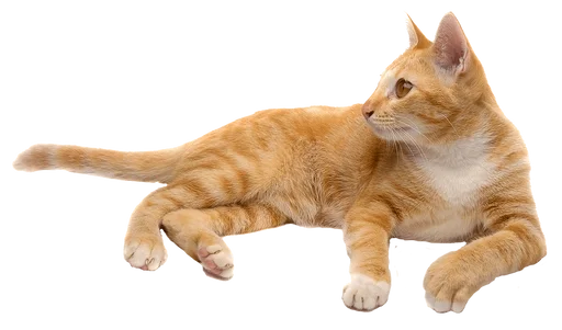 😜 Стикер «Cats 2» для Telegram