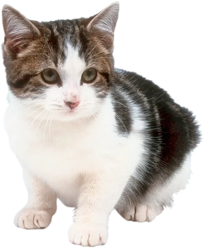 Стикерпак Cats 2 для Telegram