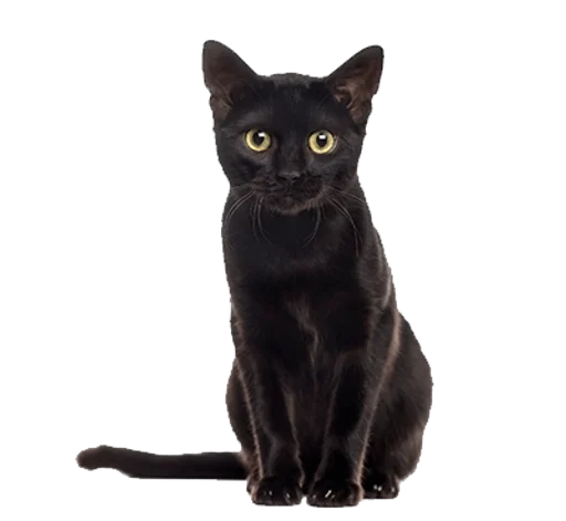 🐈‍⬛️ Стикер «Cats 2» для Telegram