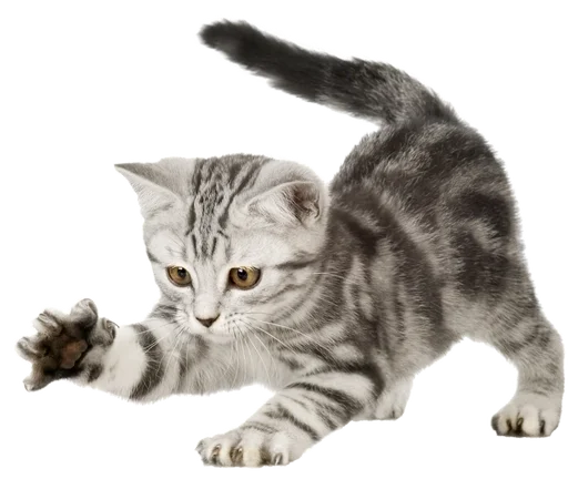 😅 Стикер «Cats 2» для Telegram