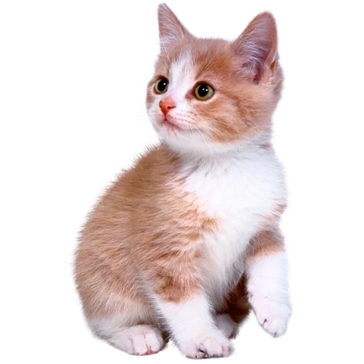 🐯 Стикер «Cats 2» для Telegram
