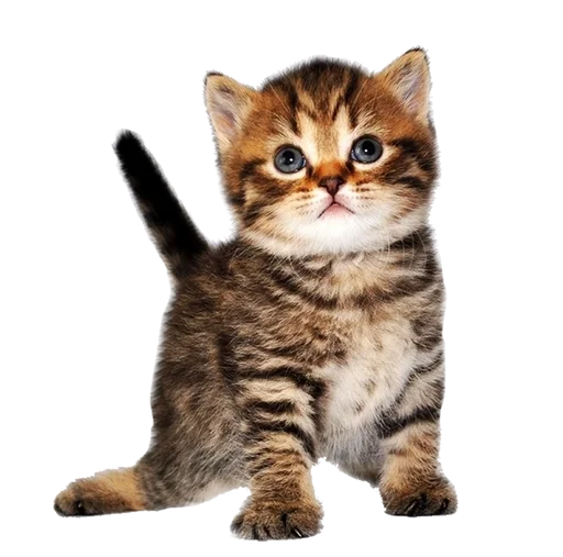 ☺️ Стикер «Cats 2» для Telegram