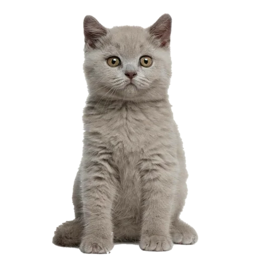 🐹 Стикер «Cats 2» для Telegram