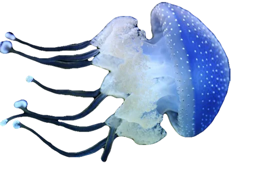 😀 Стикер «Jellyfish» для Telegram