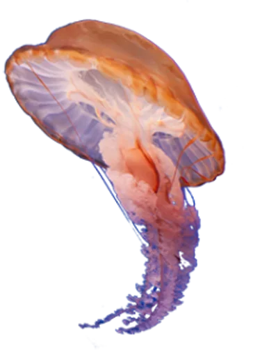 😄 Стикер «Jellyfish» для Telegram