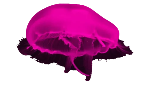 😀 Стикер «Jellyfish» для Telegram