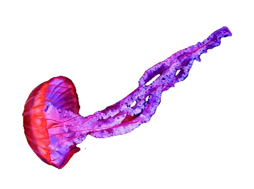 😀 Стикер «Jellyfish» для Telegram