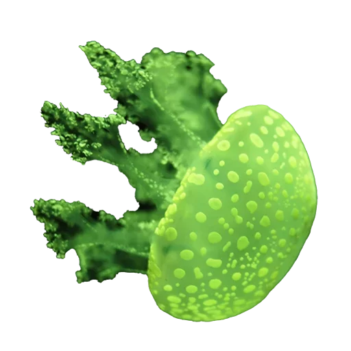 😀 Стикер «Jellyfish» для Telegram