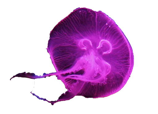 😀 Стикер «Jellyfish» для Telegram