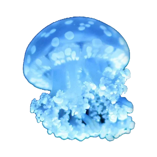 😀 Стикер «Jellyfish» для Telegram