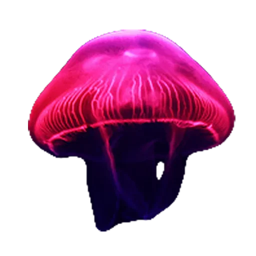 😀 Стикер «Jellyfish» для Telegram