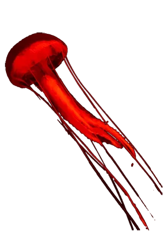 😋 Стикер «Jellyfish» для Telegram
