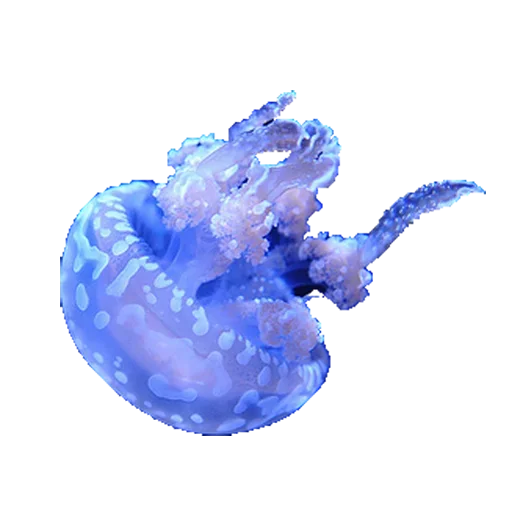 😀 Стикер «Jellyfish» для Telegram