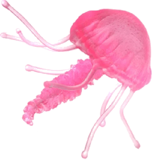 🙂 Стикер «Jellyfish» для Telegram