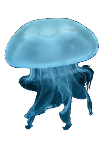 😊 Стикер «Jellyfish» для Telegram