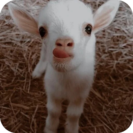 😀 Стикер «ᴅ̶ᴇ̶ᴘ̶ᴜ̶ᴛ̶ʏ̶ ̶ᴛ̶ᴇ̶ʟ̶ᴇ̶ɢ̶ʀ̶ᴀ̶ᴍ̶» для Telegram