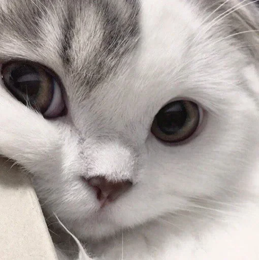 👀 Стикер «ᴅ̶ᴇ̶ᴘ̶ᴜ̶ᴛ̶ʏ̶ ̶ᴛ̶ᴇ̶ʟ̶ᴇ̶ɢ̶ʀ̶ᴀ̶ᴍ̶» для Telegram