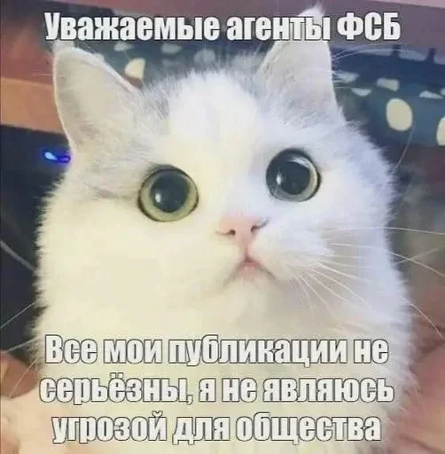 🌟 Стикер «соливой» для Telegram