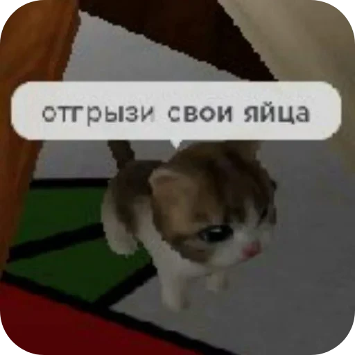 🐱 Стикер «соливой» для Telegram