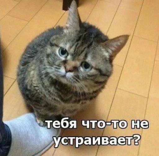 😐 Стикер «Воу, писичка» для Telegram