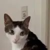 Стикер 14 Cats #cat #animal #cute #memes