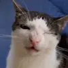 Стикер 12 Cats #cat #animal #cute #memes