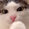 Стикер 27 Cats #cat #animal #cute #memes