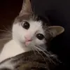 Стикер 28 Cats #cat #animal #cute #memes