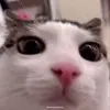 Стикер 44 Cats #cat #animal #cute #memes