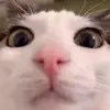 Стикер 19 Cats #cat #animal #cute #memes