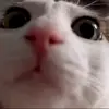 Стикер 30 Cats #cat #animal #cute #memes