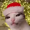 Обложка набора Cats #cat #animal #cute #memes