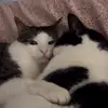 Стикер 18 Cats #cat #animal #cute #memes