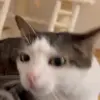 Стикер 22 Cats #cat #animal #cute #memes