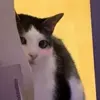 Стикер 3 Cats #cat #animal #cute #memes